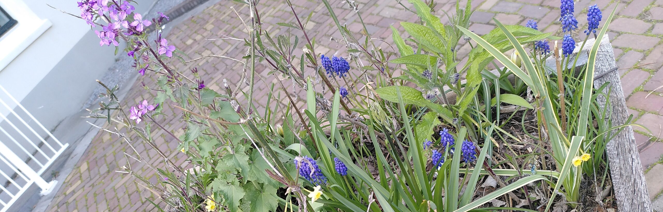 hyacinths in the raised bed